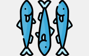 Sardines